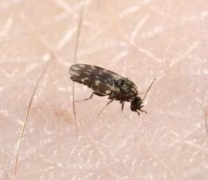 Mitter er små, blodsugende insekter , der minder om små fluer eller myg