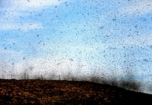 Moth swarms can be extremely large