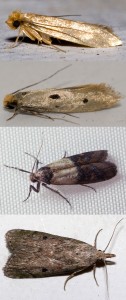 In Denmark, there are approximately 15 moth species that are considered pests