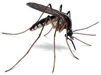 Mosquitoes are small winged insects that make up the family Culicidae