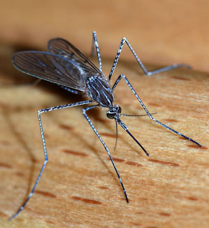 There are thousands of mosquito species in the world and more than 1600 in Denmark