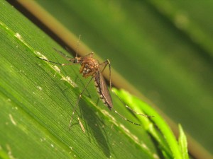 Aedes vexans er (sammen med Aedes sticticus) en af de mest aggressive myggearter i Sverige