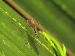 Aedes vexans is (along with Aedes sticticus) one of the most aggressive mosquito species in Sweden