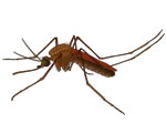 Tema om myg