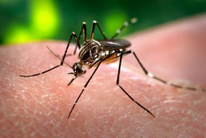 Mosquito bites are annoying but can be prevented in several ways