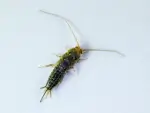 Sølvkræ er små, vingeløse insekter, der ofte findes indendørs i boliger