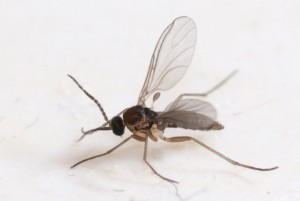 Fungus gnats are small dark mosquitoes whose larvae can attack plant roots