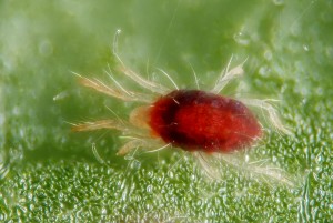 Spider mites can be orange-red, brown. yellow and green