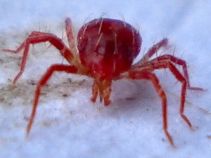 Spider mites are the primary predators of spider mites