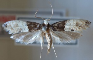 Wallpaper moths are easily distinguished from other species by their appearance