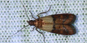 If you find a moth in your kitchen, it's probably a bicolor seed moth