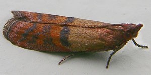 Two-colored frog moth wings are coppery red at the bottom and brown at the top