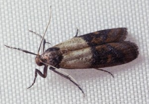 The two-colored seed moth is the species of moth that most commonly attacks food in Denmark