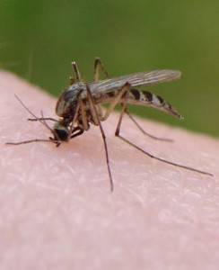 Man kan undgå myggestik på mange måder